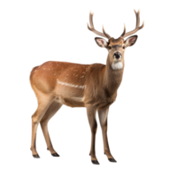 AI generated Deer clip art png