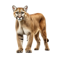 ai genererad puma klämma konst png