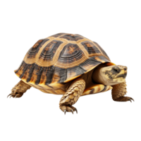 ai gegenereerd schildpad klem kunst png