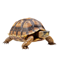 ai gegenereerd schildpad klem kunst png