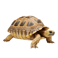 ai gegenereerd schildpad klem kunst png