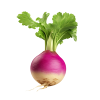 AI generated Turnip clip art png