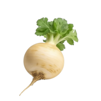 AI generated Turnip clip art png