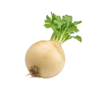 AI generated Turnip clip art png