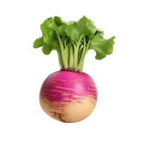 AI generated Turnip clip art png