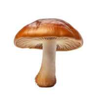 AI generated Mushroom clip art png