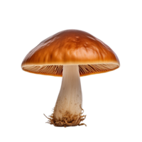 ai généré champignon agrafe art png