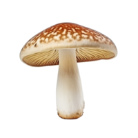 AI generated Mushroom clip art png