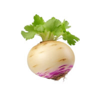 AI generated Turnip clip art png