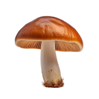 ai généré champignon agrafe art png