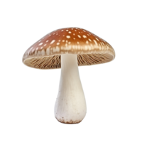 AI generated Mushroom clip art png