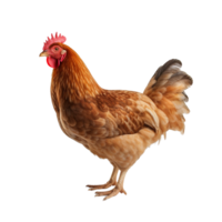 AI generated Chicken clip art png