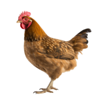 AI generated Chicken clip art png