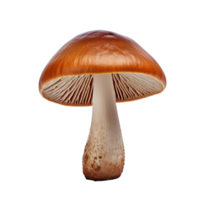 ai généré champignon agrafe art png