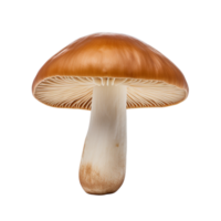 AI generated Mushroom clip art png