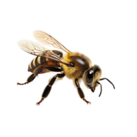 AI generated Bee clip art png