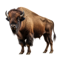 AI generated Bison clip art png