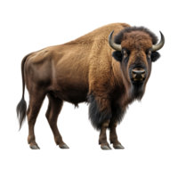 AI generated Bison clip art png