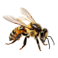 AI generated Bee clip art png