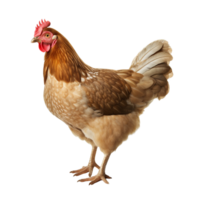 ai généré poulet agrafe art png