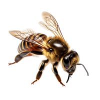 ai généré abeille agrafe art png