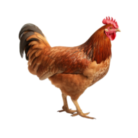 AI generated Chicken clip art png