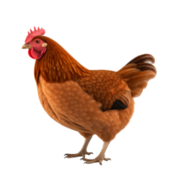 ai généré poulet agrafe art png