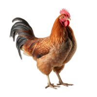 AI generated Chicken clip art png