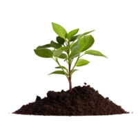 AI generated Young plant and pile of fertile soil clip art png