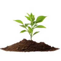 AI generated Young plant and pile of fertile soil clip art png