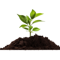 AI generated Young plant and pile of fertile soil clip art png