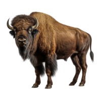 AI generated Bison clip art png