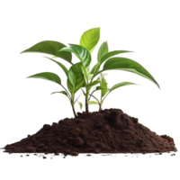 AI generated Young plant and pile of fertile soil clip art png