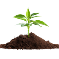 AI generated Young plant and pile of fertile soil clip art png