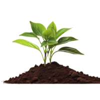 AI generated Young plant and pile of fertile soil clip art png