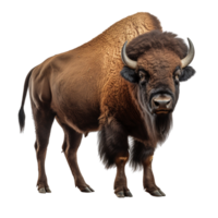 AI generated Bison clip art png