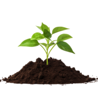 AI generated Young plant and pile of fertile soil clip art png