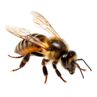 AI generated Bee clip art png