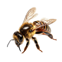 AI generated Bee clip art png