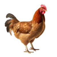 ai généré poulet agrafe art png