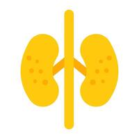 Kidneys icon in glyph design vector