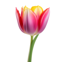 ai generado tulipán acortar Arte png