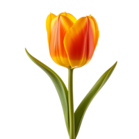 AI generated Tulip clip art png