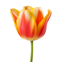 AI generated Tulip clip art png