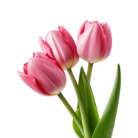 AI generated Tulip clip art png