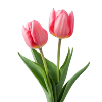 AI generated Tulip clip art png