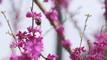 Bombus pascuorum Sammeln Pollen auf Cercis Siliquastrum. Cercis siliquastrum Blüte. schließen hoch. video