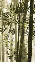 A serene bamboo grove enveloped in mystical fog video