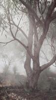 A misty forest with dense foliage and tall trees video