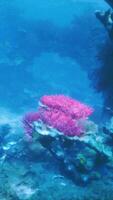 A coral reef with a variety of corals and sponges video